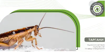 Звідки беруться таргани у чистій квартирі та що провокує їх появу?