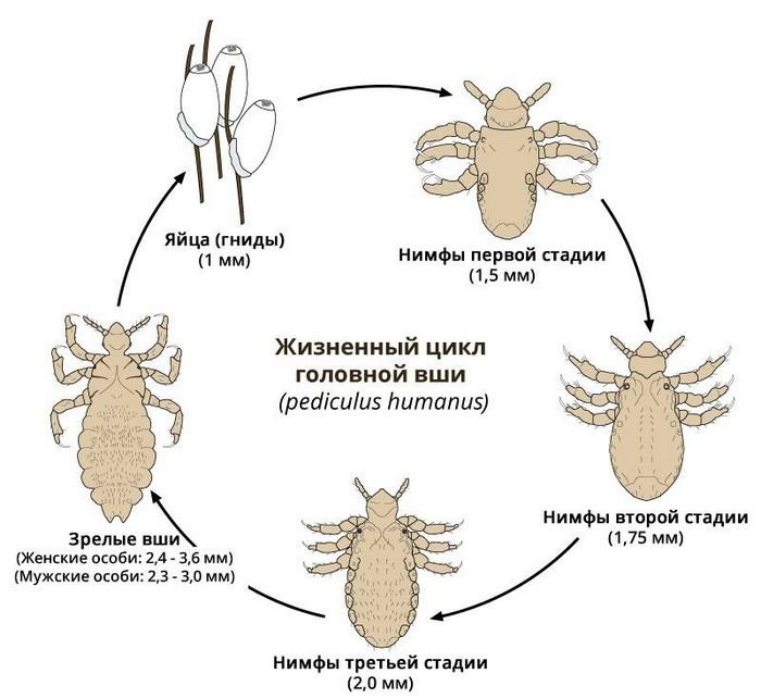 Воші - опис, види, фото, звідки беруться і як позбутися