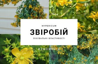 “Звіробій: лікувальні властивості рослини для вашого здоров’я”